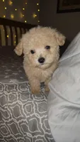 Peanut , a male Maltipoo and Poodle - Toy  for sale in Kansas City, MO – 6 of 10