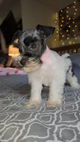 Harbor , a female Miniature Schnauzer for sale in Kansas City, MO – 5 of 10