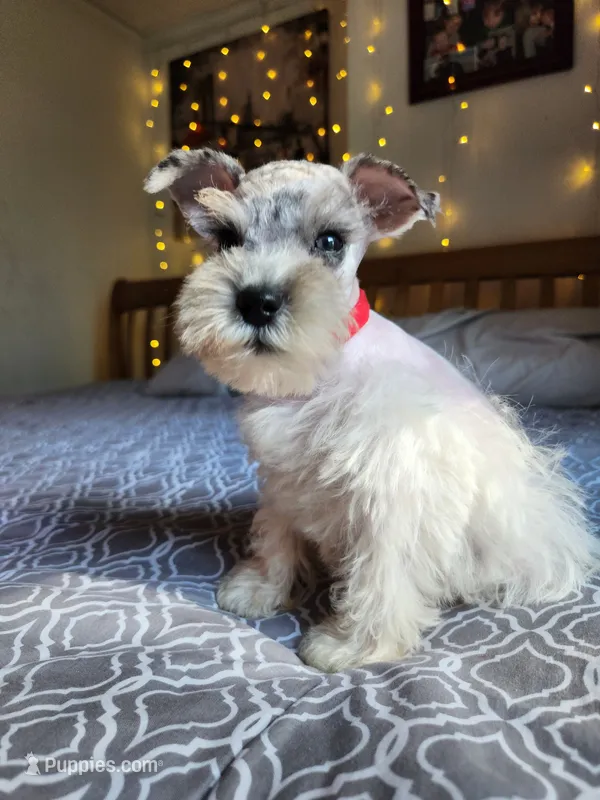 Clay  – Miniature Schnauzer puppy for sale in Kansas City, MO