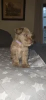 Minky, a female Miniature Schnauzer for sale in Kansas City, MO – 6 of 10