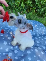 Toy Clay, a male Miniature Schnauzer for sale in Kansas City, MO – 6 of 10