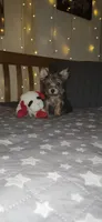 Elio, a male Yorkshire Terrier for sale in Kansas City, MO – 3 of 7