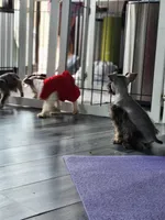 Toy Rain, a female Miniature Schnauzer for sale in Kansas City, MO – 7 of 7