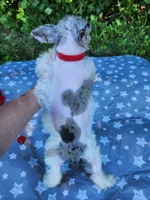Toy Clay, a male Miniature Schnauzer for sale in Kansas City, MO – 5 of 10