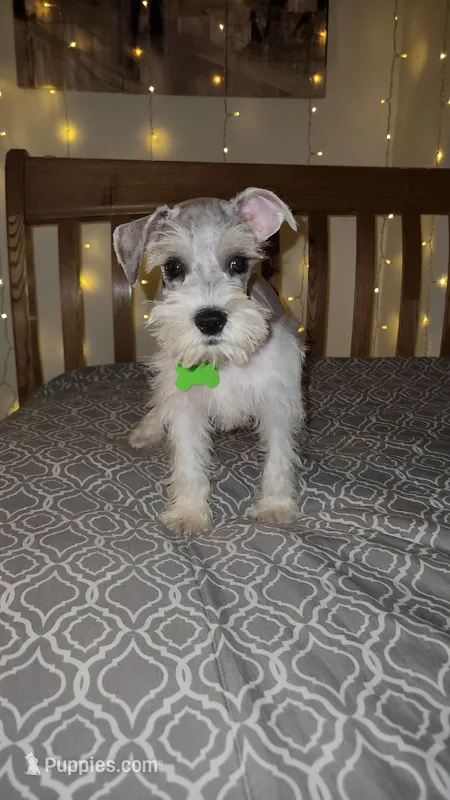 Bandana  – Miniature Schnauzer puppy for sale in Kansas City, MO