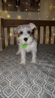 Bandana , a male Miniature Schnauzer for sale in Kansas City, MO – 1 of 7