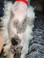 Toy Clay, a male Miniature Schnauzer for sale in Kansas City, MO – 9 of 10