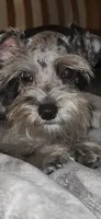 Blaze , a male Miniature Schnauzer for sale in Springfield, MO – 2 of 10