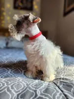 Toy Clay, a male Miniature Schnauzer for sale in Kansas City, MO – 8 of 10