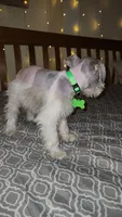 Bandana , a male Miniature Schnauzer for sale in Kansas City, MO – 6 of 7