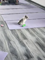 Ivy Bell , a female Miniature Schnauzer for sale in Kansas City, MO – 9 of 10