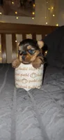Princess , a female Yorkshire Terrier for sale in Springfield, MO – 3 of 10