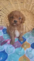 Grogu , a male Cavapoo for sale in Kansas City, MO – 6 of 9