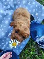 Bear , a male Cavapoo for sale in Kansas City, MO – 2 of 9