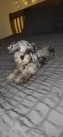 Tiny Toy , a female Miniature Schnauzer for sale in Kansas City, MO – 3 of 9
