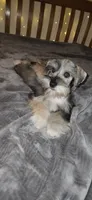 Apollo , a male Miniature Schnauzer for sale in Springfield, MO – 5 of 10