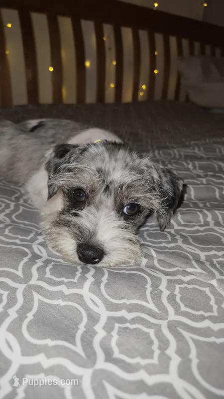 Ivy Bell – Miniature Schnauzer puppy for sale in Kansas City, MO