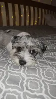 Ivy Bell, a female Miniature Schnauzer for sale in Kansas City, MO – 1 of 5