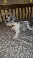 Ivy Bell, a female Miniature Schnauzer for sale in Kansas City, MO – 3 of 5
