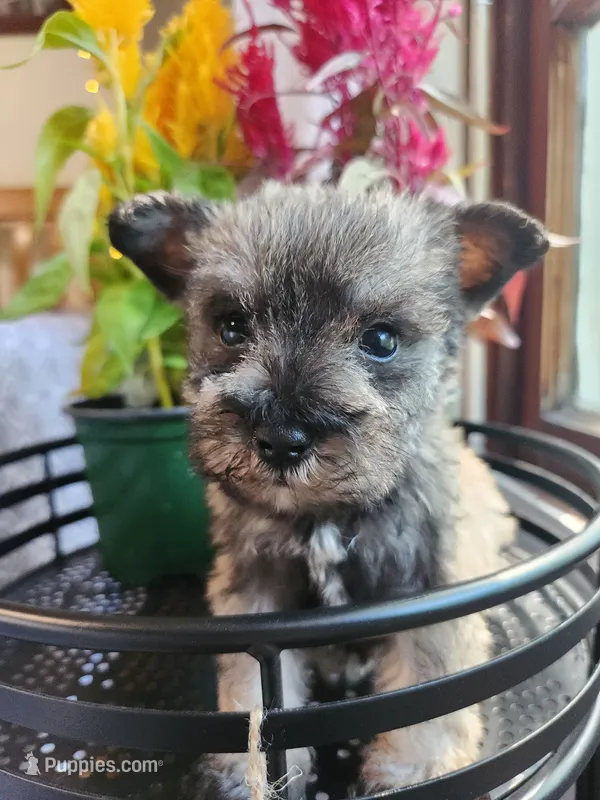 Rain  – Miniature Schnauzer puppy for sale in Kansas City, MO