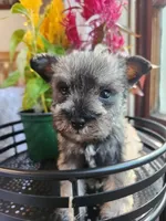 Rain , a female Miniature Schnauzer for sale in Kansas City, MO – 1 of 9