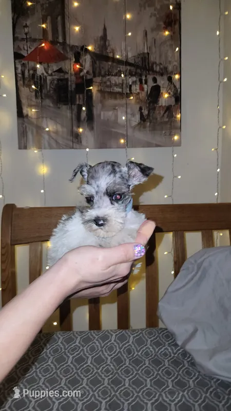 Ridge  – Miniature Schnauzer puppy for sale in Kansas City, MO