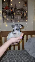 Ridge , a male Miniature Schnauzer for sale in Kansas City, MO – 1 of 10
