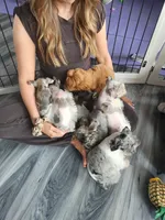 TOY Clay, a male Miniature Schnauzer for sale in Kansas City, MO – 7 of 10