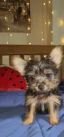 Elio, a male Yorkshire Terrier for sale in Kansas City, MO – 4 of 4