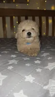 Peanut , a male Maltipoo and Poodle - Toy  for sale in Kansas City, MO – 2 of 10