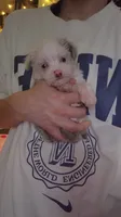 Twinkle , a female Miniature Schnauzer for sale in Kansas City, MO – 3 of 10