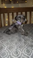 Stormy , a female Miniature Schnauzer for sale in Kansas City, MO – 1 of 10