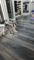 Ivy Bell , a female Miniature Schnauzer for sale in Kansas City, MO – 4 of 10