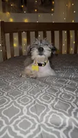 Ivy Bell , a female Miniature Schnauzer for sale in Kansas City, MO – 2 of 10
