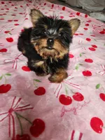 Lumi , a female Yorkshire Terrier for sale in Kansas City, MO – Photo 9 of 10