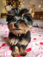 Lumi , a female Yorkshire Terrier for sale in Kansas City, MO – Photo 7 of 10