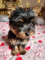 Lumi , a female Yorkshire Terrier for sale in Kansas City, MO – Photo 3 of 10