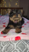 Lumi , a female Yorkshire Terrier for sale in Kansas City, MO – Photo 2 of 10