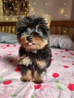 Lumi , a female Yorkshire Terrier for sale in Kansas City, MO – Photo 8 of 10