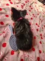 Lumi , a female Yorkshire Terrier for sale in Kansas City, MO – Photo 5 of 10