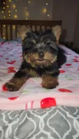 Lumi , a female Yorkshire Terrier for sale in Kansas City, MO – Photo 10 of 10