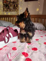 Lumi , a female Yorkshire Terrier for sale in Kansas City, MO – Photo 4 of 10