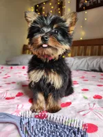 Lumi , a female Yorkshire Terrier for sale in Kansas City, MO – Photo 6 of 10