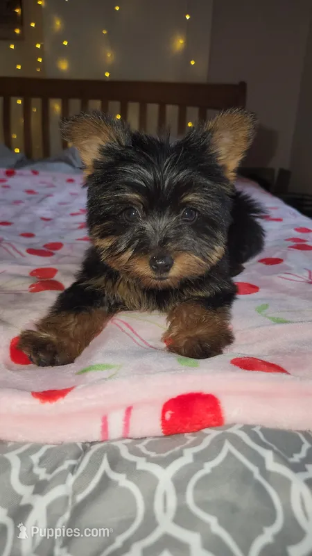 Lumi  – Yorkshire Terrier puppy for sale in Kansas City, MO