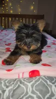 Lumi , a female Yorkshire Terrier for sale in Kansas City, MO – Photo 1 of 10
