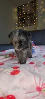 Tiny Toy, a female Miniature Schnauzer for sale in Kansas City, MO – 2 of 10