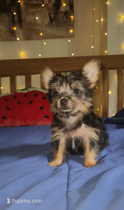 Elio – Yorkshire Terrier puppy for sale in Kansas City, MO