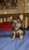 Elio, a male Yorkshire Terrier for sale in Kansas City, MO – 1 of 4