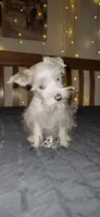 Annabelle , a female Miniature Schnauzer for sale in Springfield, MO – 3 of 10