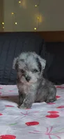 Tiny Toy, a male Miniature Schnauzer for sale in Kansas City, MO – 2 of 10